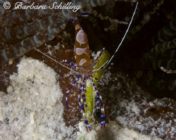 A tiny little cleaner shrimp. Taken with a Canon EOS 20 D... by Barbara Schilling 